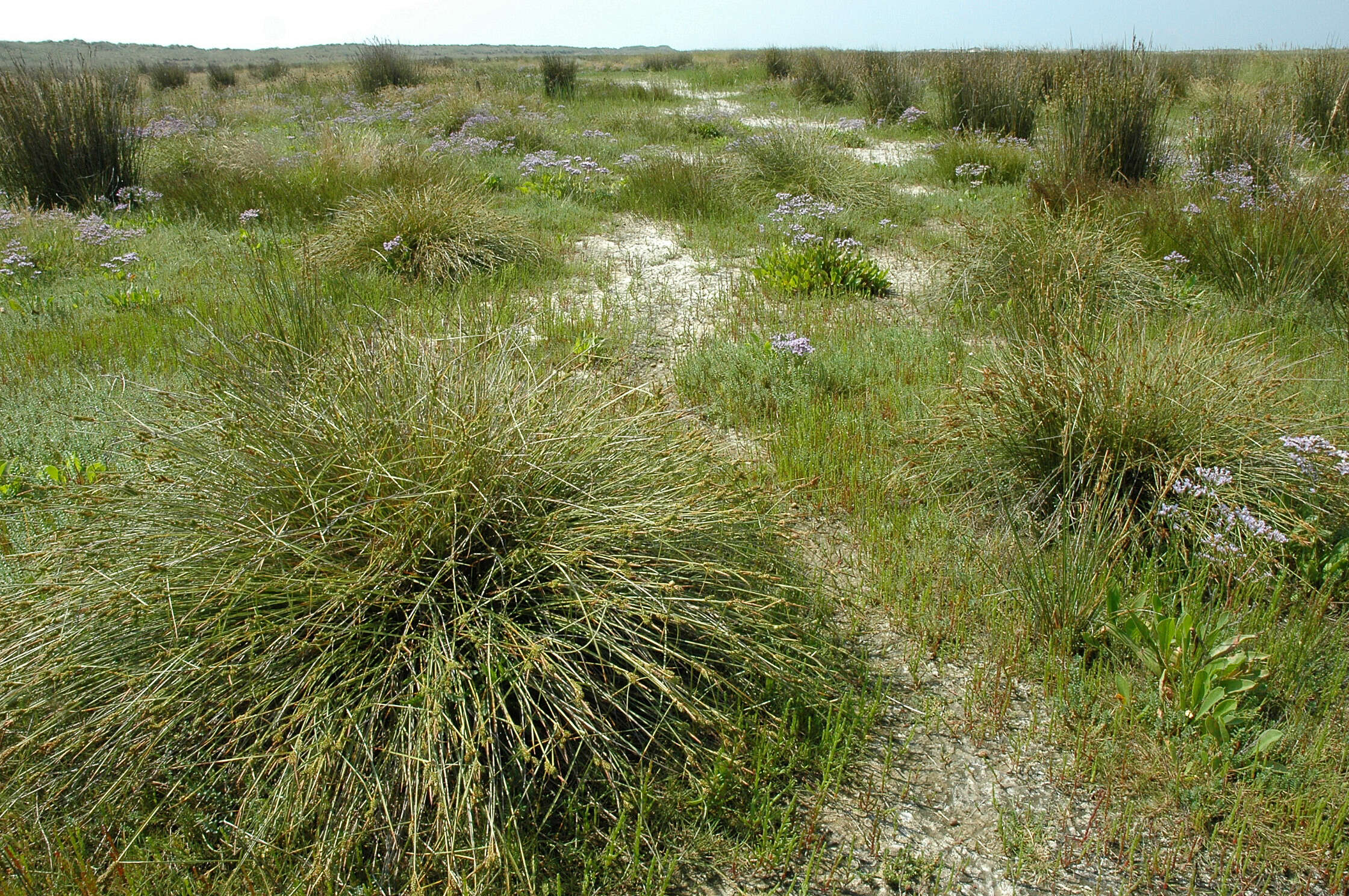 Image of long-bracted sedge