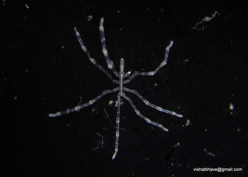 Image of sea spiders