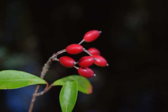 Image de Viburnum obovatum Walt.