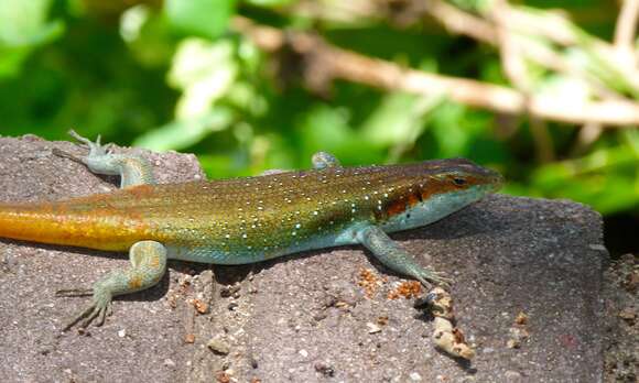 Image of Trachylepis Fitzinger 1843