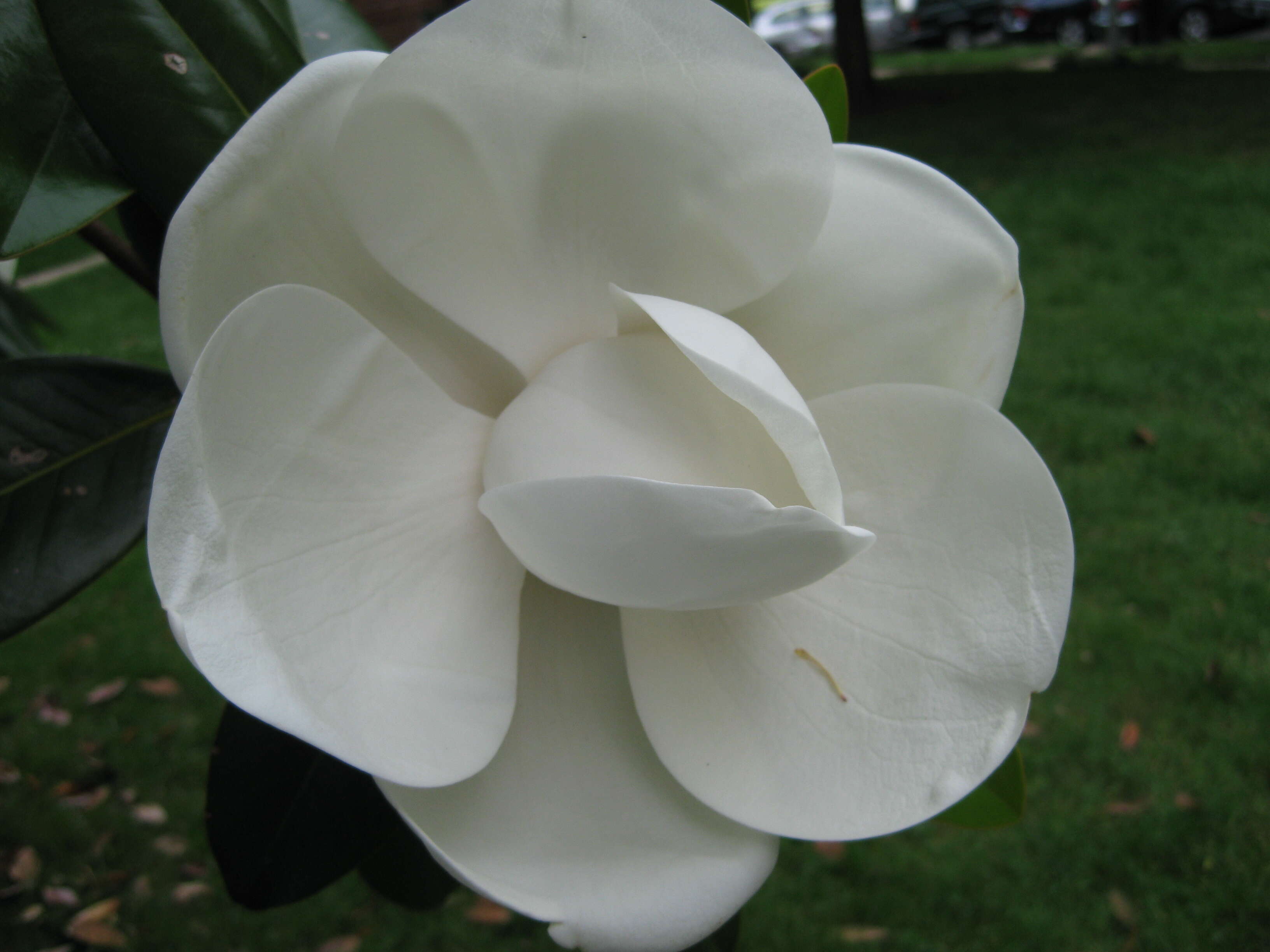 Image of southern magnolia