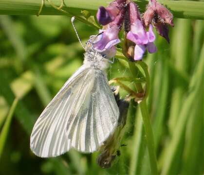 Leptidea sinapis (Linnaeus 1758)的圖片