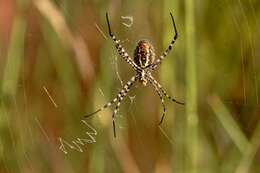 Imagem de Argiope