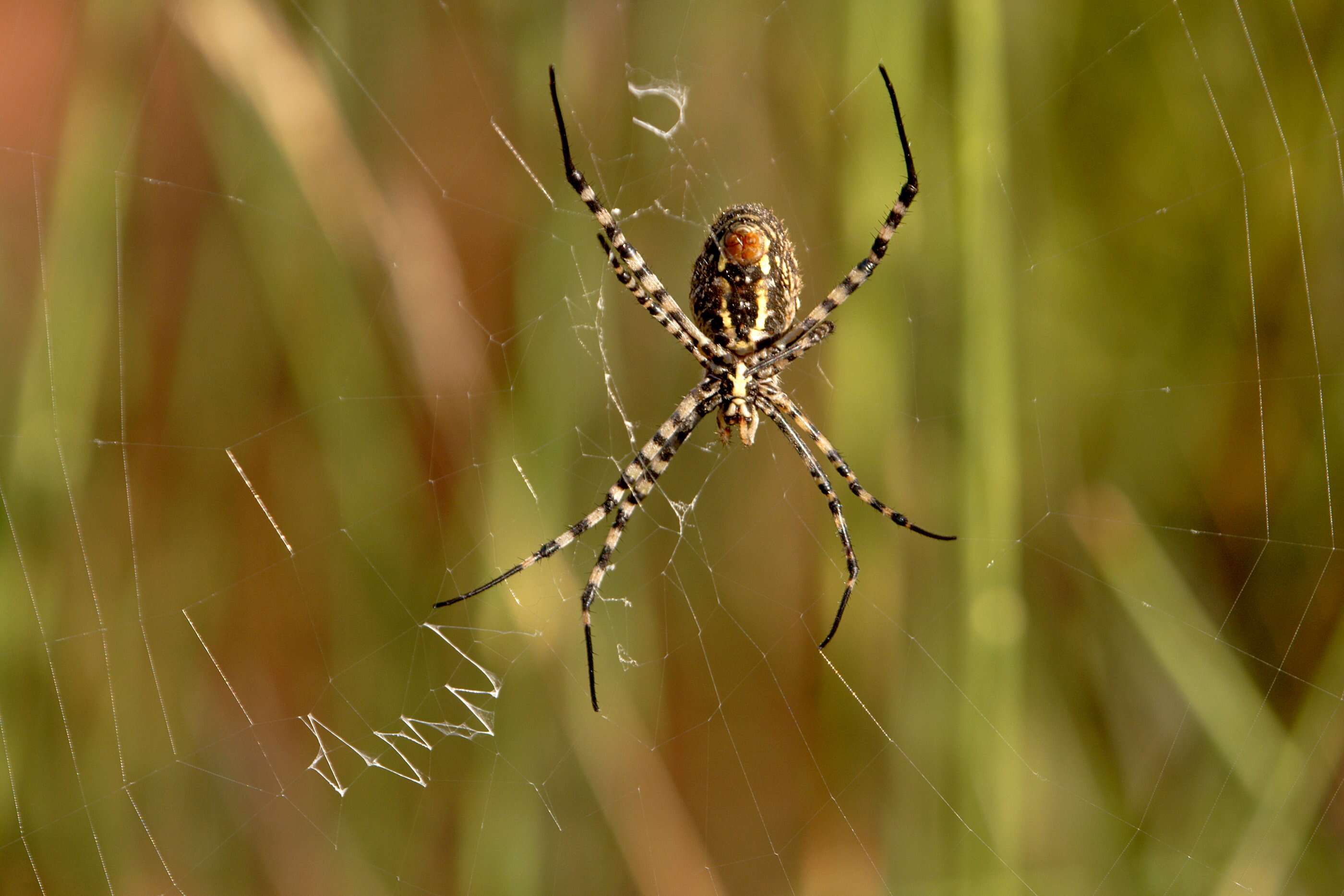 Image of Argiope