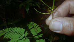 Image of Senegalia pteridifolia (Benth.) Seigler & Ebinger