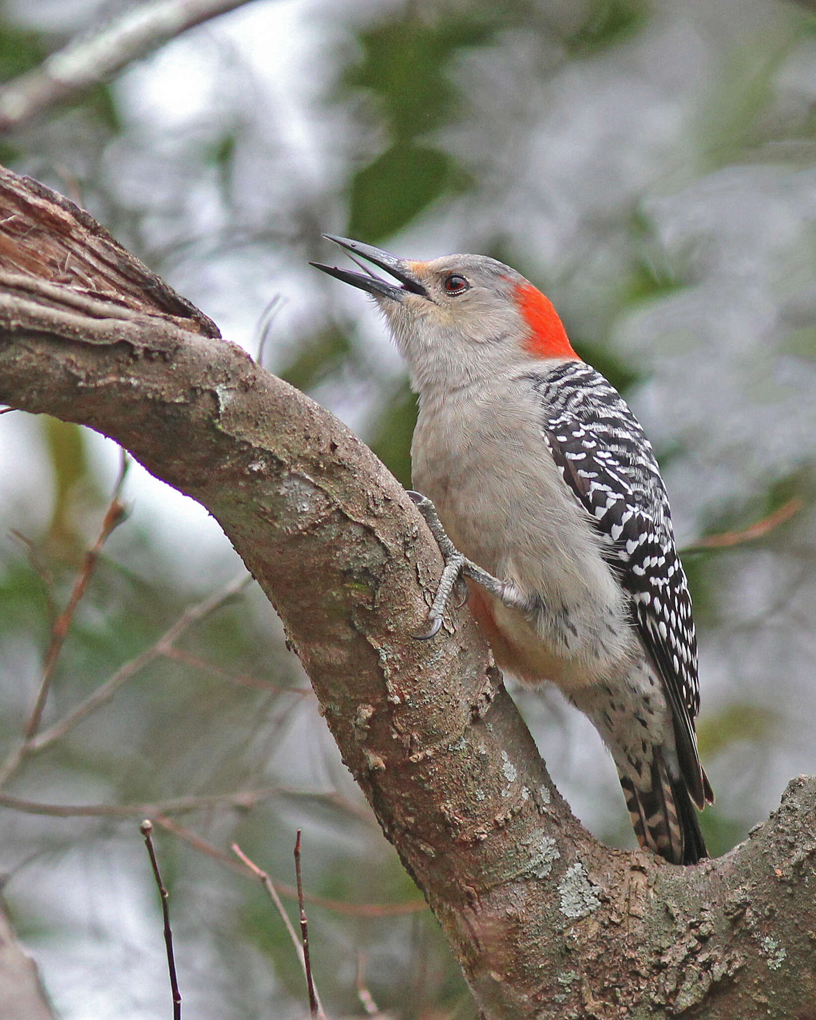 Image of Melanerpes Swainson 1832