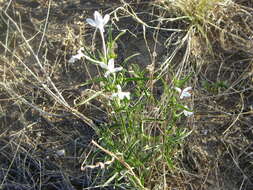 Image of longflower tube tongue