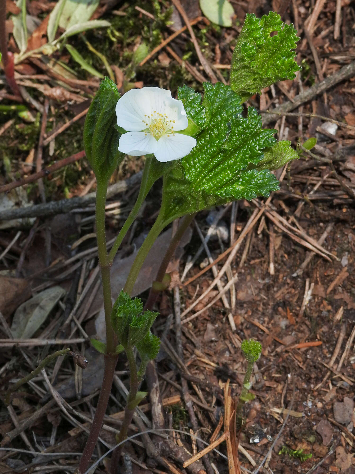 Image of blackberry