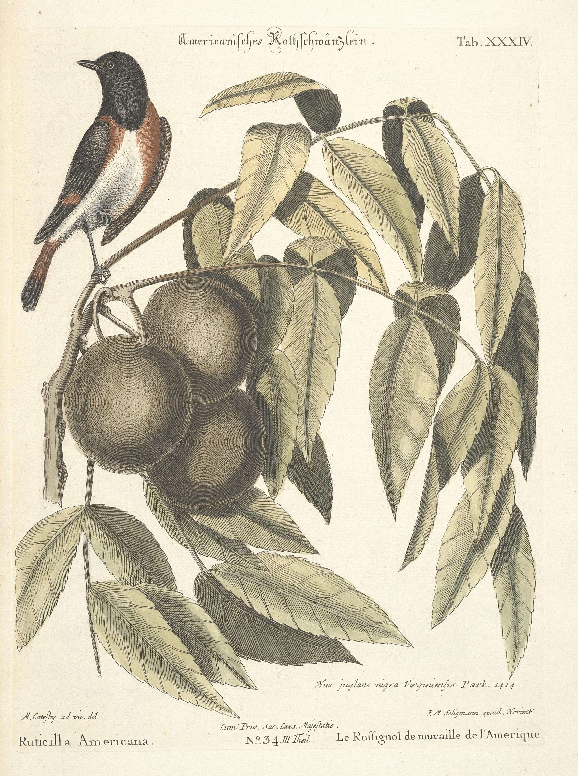 Image of Setophaga Swainson 1827