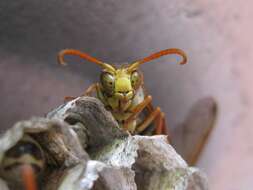 Image of Polistes humilis (Fabricius 1781)