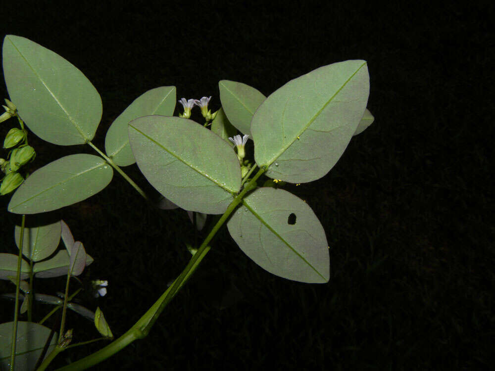 Image of Oxalis microcarpa Benth.