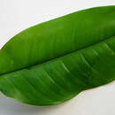 Philodendron rudgeanum Schott resmi