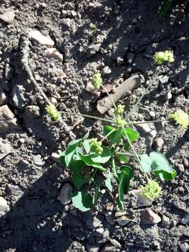 Image of barestem biscuitroot