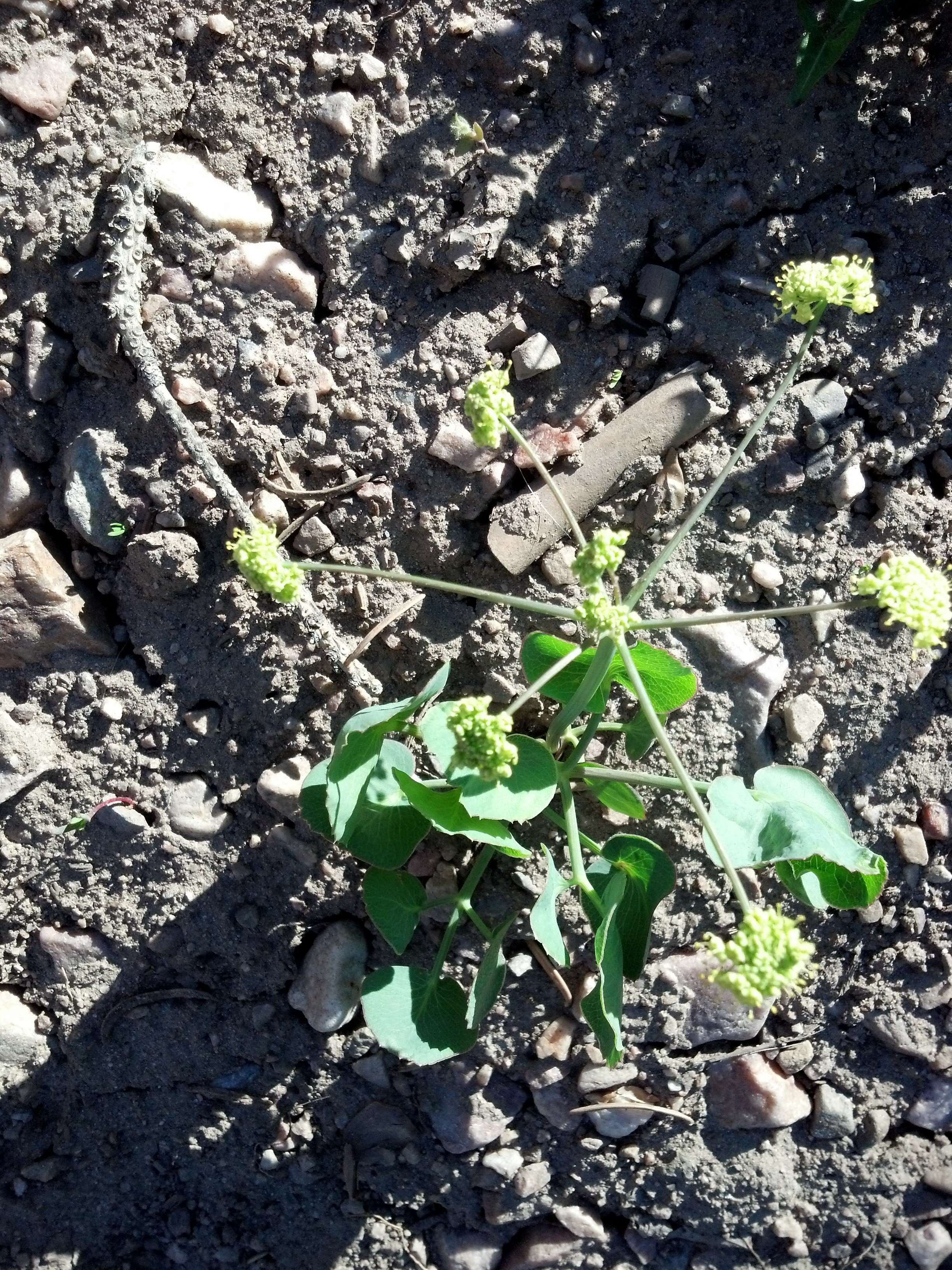 Imagem de Lomatium nudicaule (Pursh) Coult. & Rose