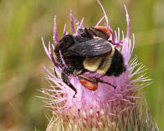 Image of yellow thistle