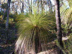 Image of Xanthorrhoea glauca D. J. Bedford