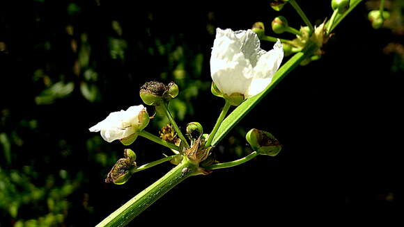 Image of Echinodorus floribundus (Seub.) Seub.