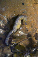 Image of Tiger Tail Seahorse