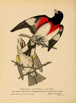 Image of Pheucticus Reichenbach 1850