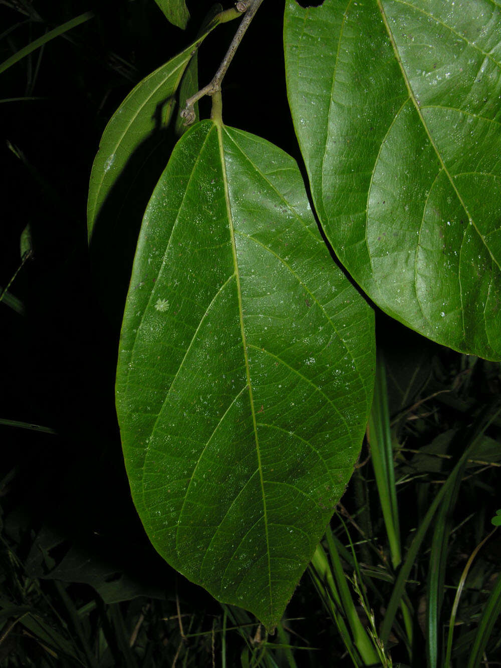 Image of Mortoniodendron anisophyllum (Standl.) Standl. & Steyerm.