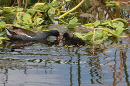 Image of Common Gallinule