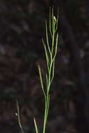 Image of bittercress