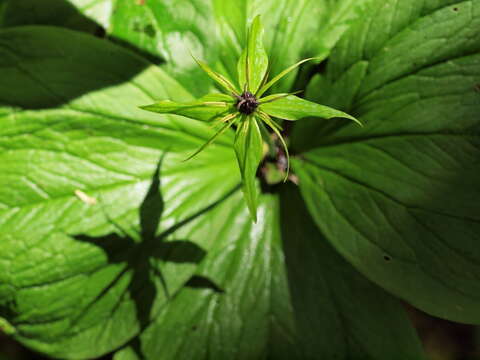 Image of herb Paris