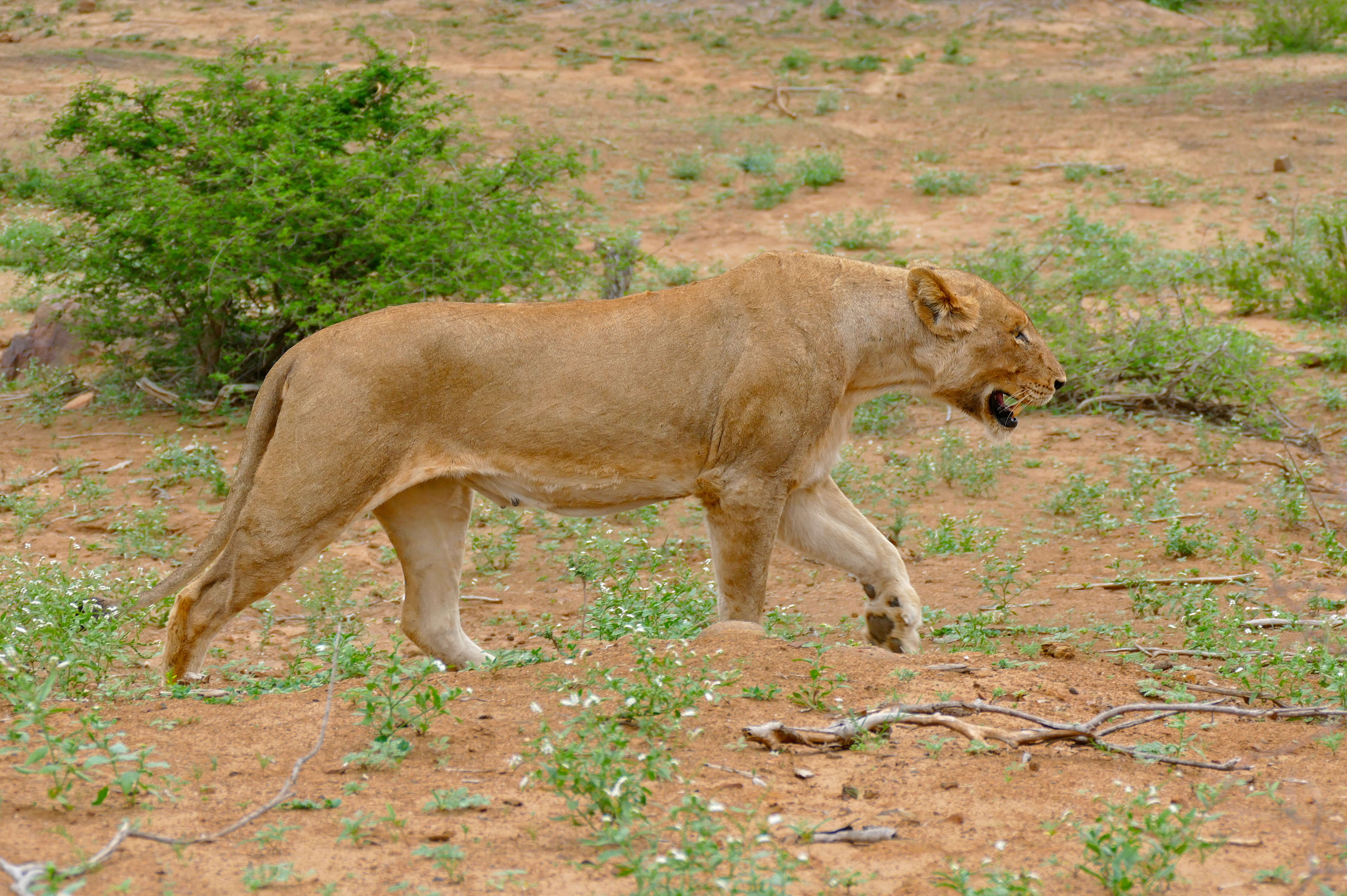 Image of big cats