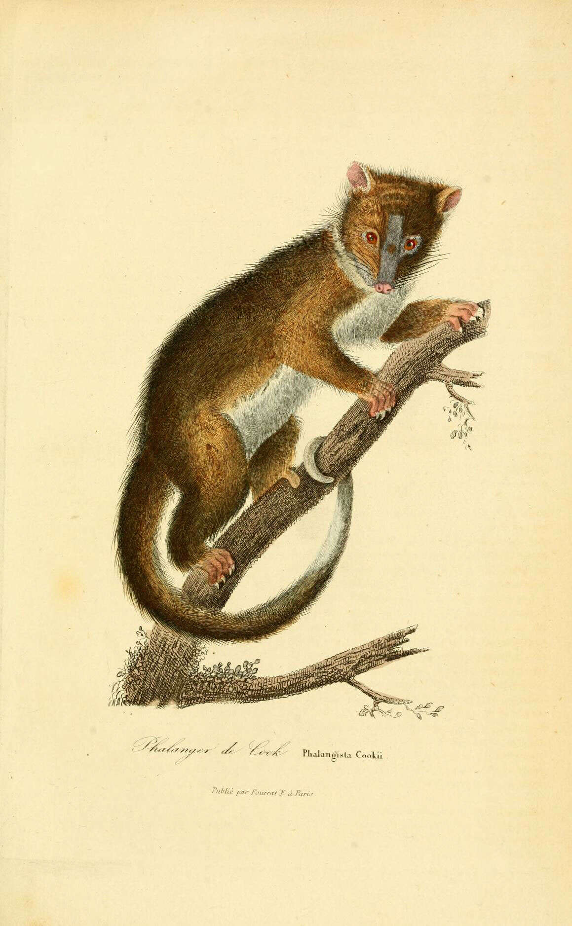 Image of ringtail possums