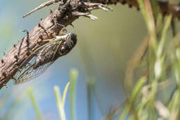 Image of Annual or Dogday Cicadas