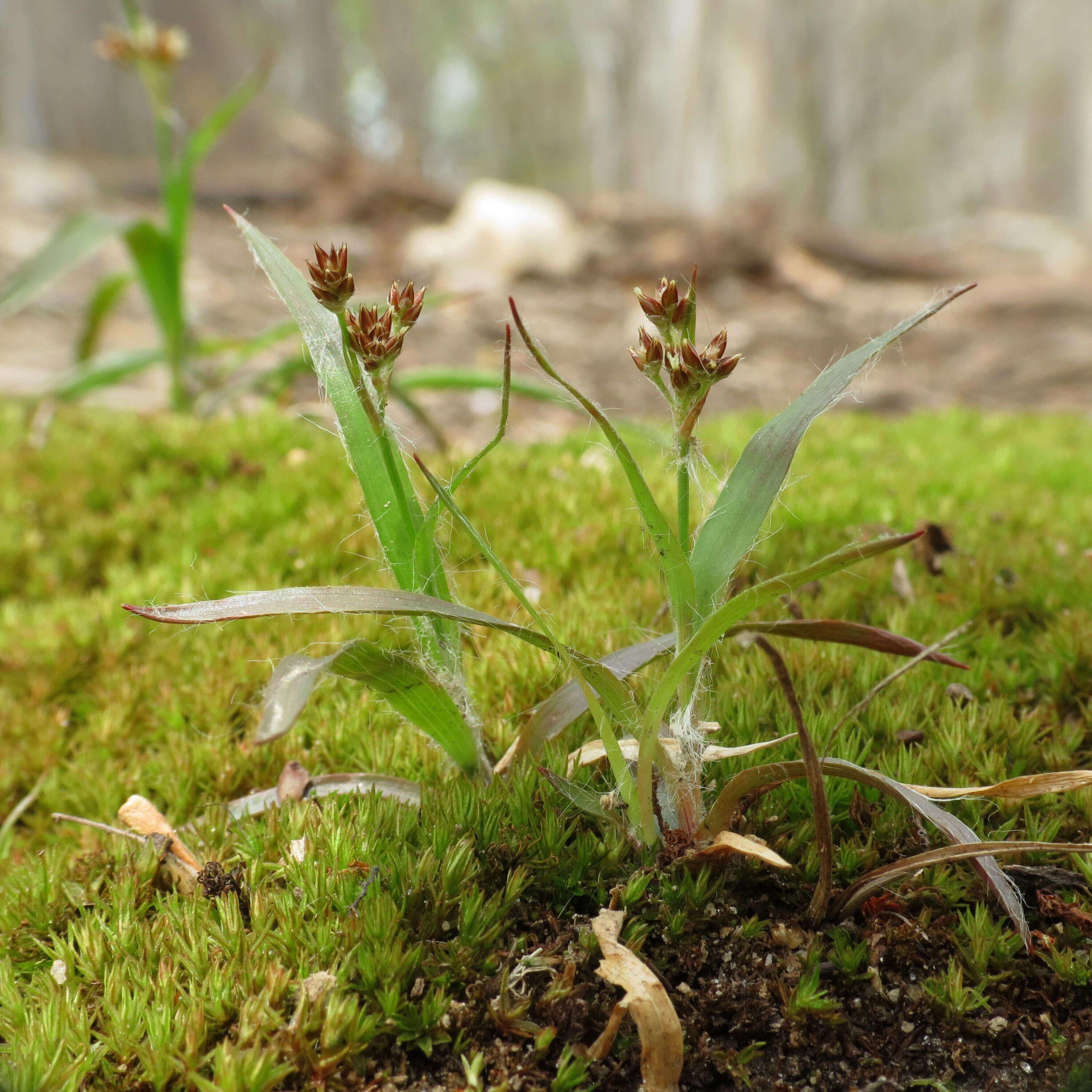 Image of Hedgehog Wood-Rush