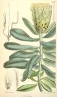 Image of Protea mundii Klotzsch