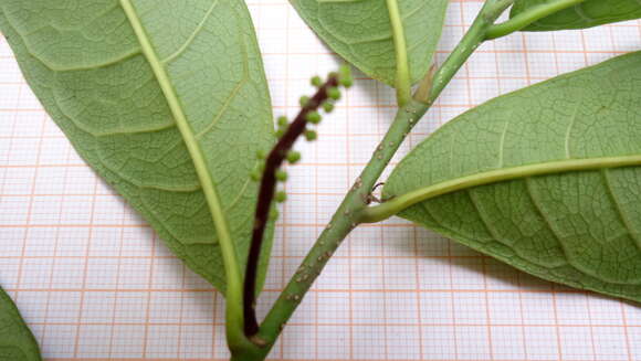 Image of Sorocea racemosa Gaud.