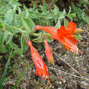 Image of hummingbird trumpet