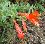 Image of hummingbird trumpet