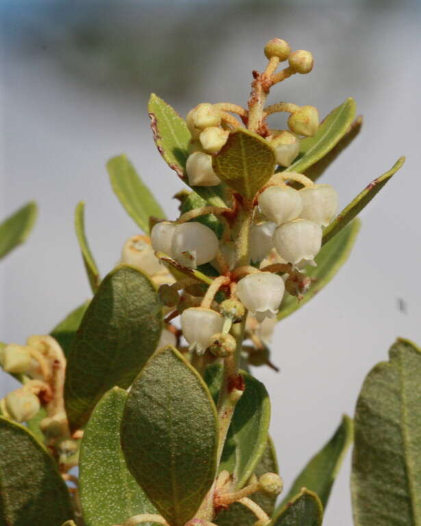 Image of coastal plain staggerbush