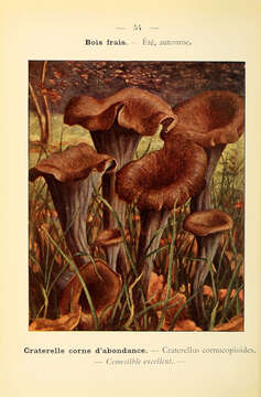 Image of Craterellus