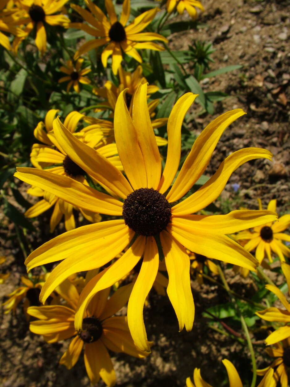 Image of blackeyed Susan