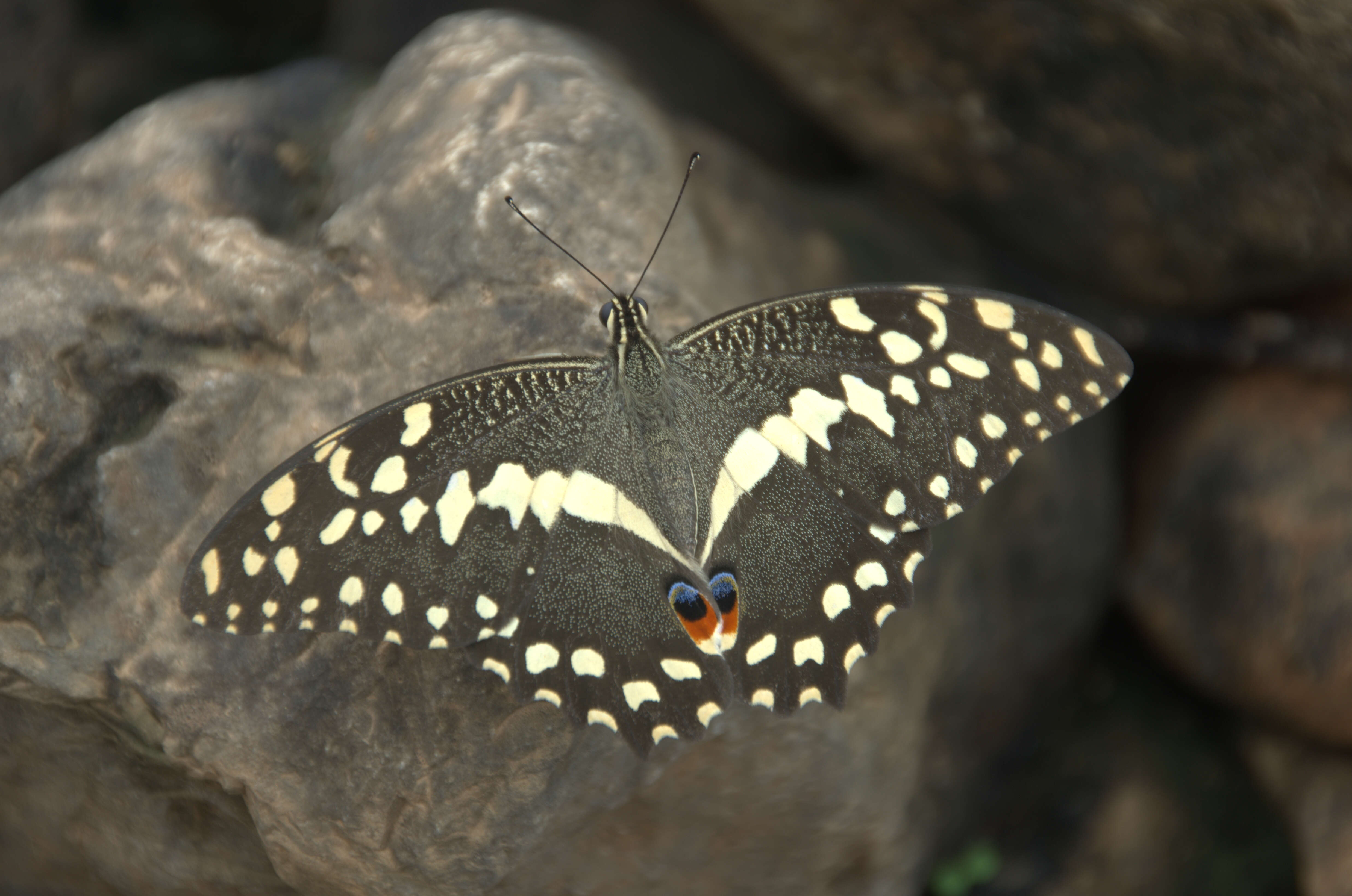 Image of Papilio