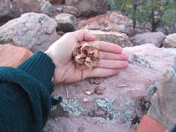 Image of singleleaf pinyon