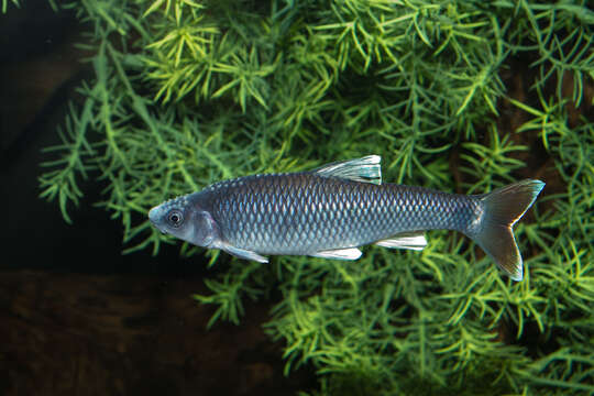 Image of Tricolor Shiner