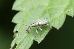 Phyllobius (Dieletus) argentatus Linnaeus 1758 resmi