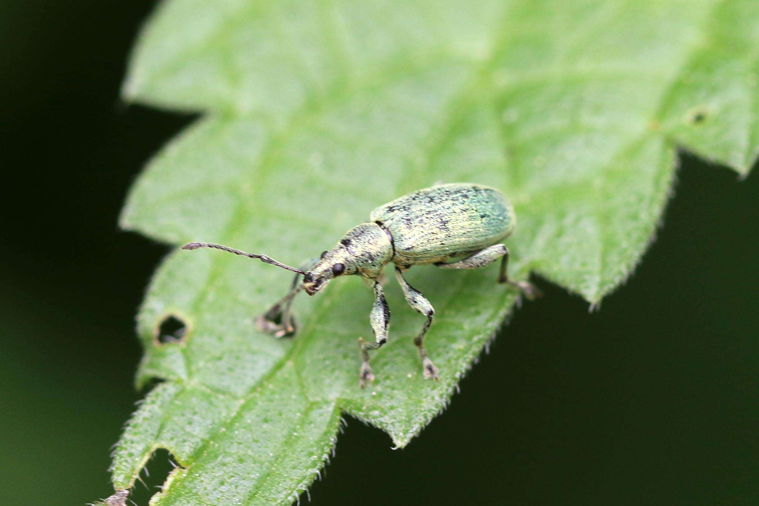 Plancia ëd Phyllobius (Dieletus) argentatus Linnaeus 1758