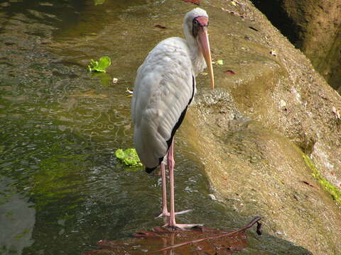 Image of Yellow-billed Stork