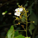 Image of Bauhinia ornata Kurz