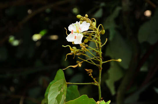 Image of Bauhinia ornata Kurz