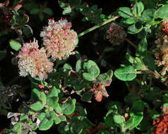 Imagem de Eriogonum parvifolium Sm.