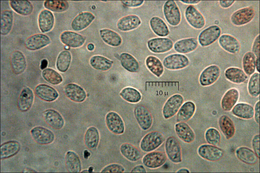 Plancia ëd Flammulina velutipes (Curtis) Singer 1951