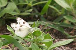 Image of Checkered White