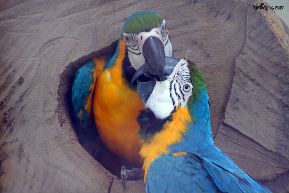 Image of Blue-and-yellow Macaw